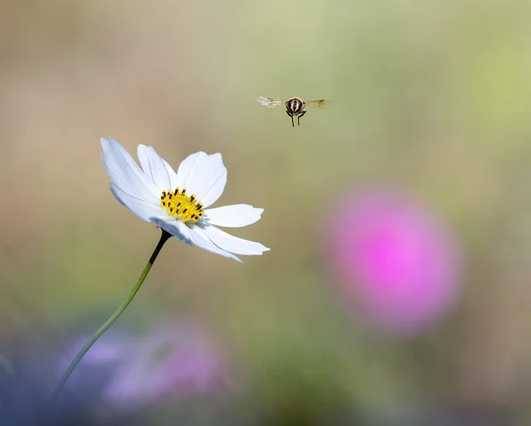 Flora and Fauna